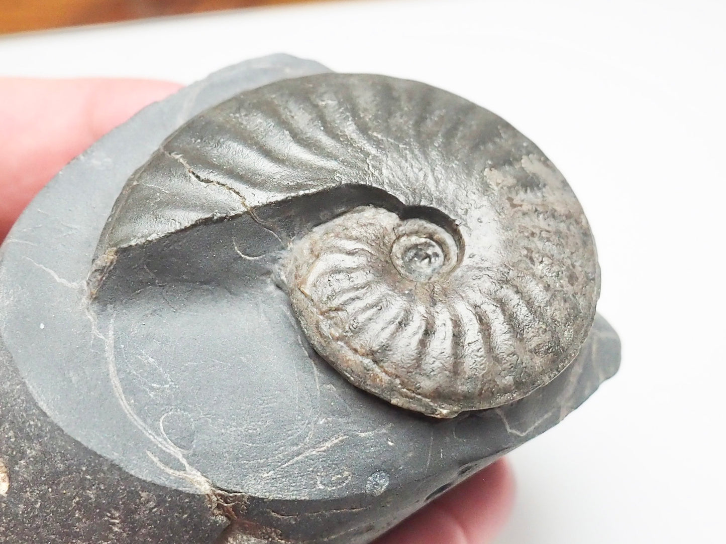 Pseudolioceras boulbiense