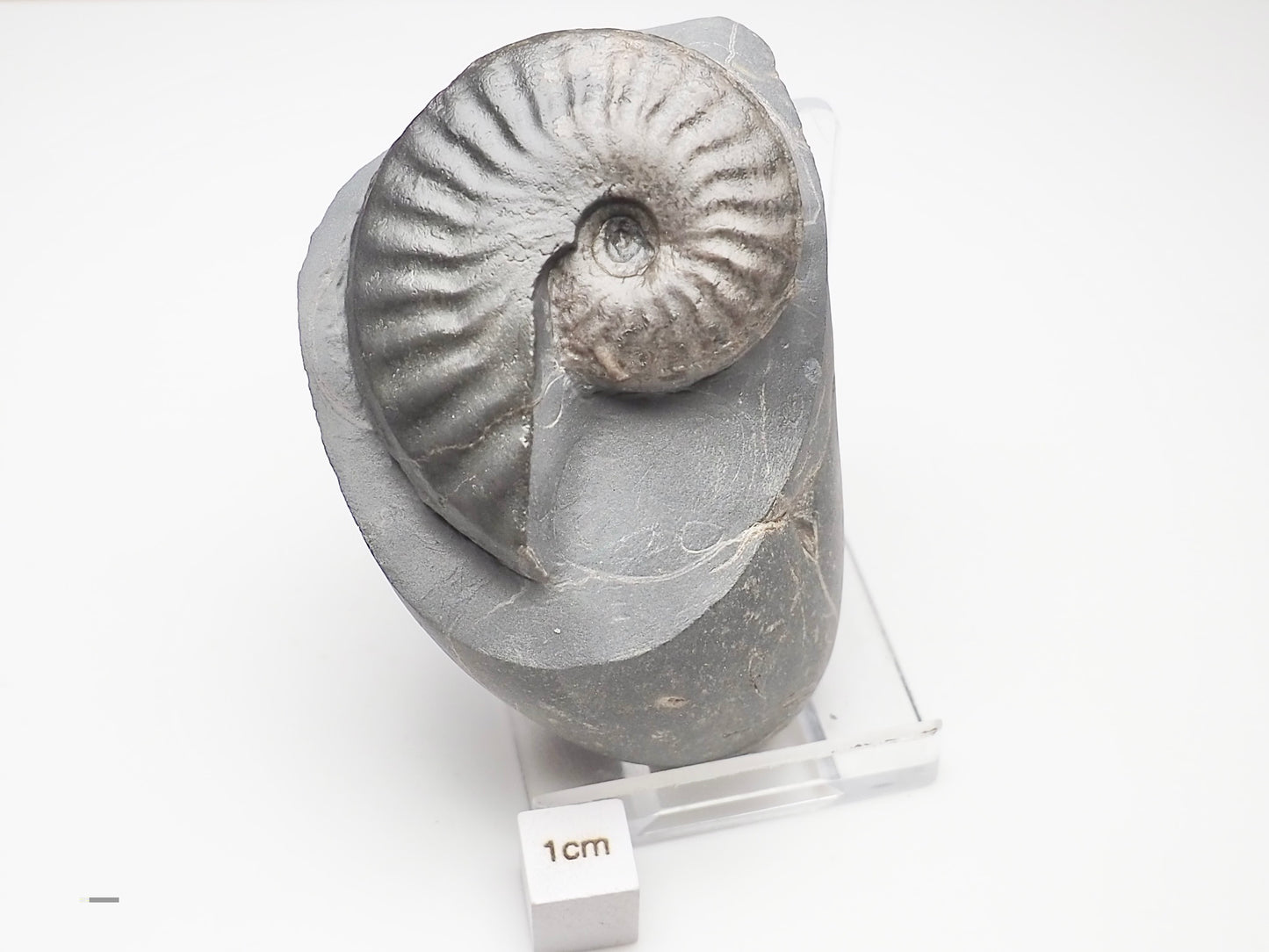 Pseudolioceras boulbiense