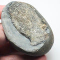 Ichthyosaur Neural Arch – Whitby Yorkshire Coast – Jurassic