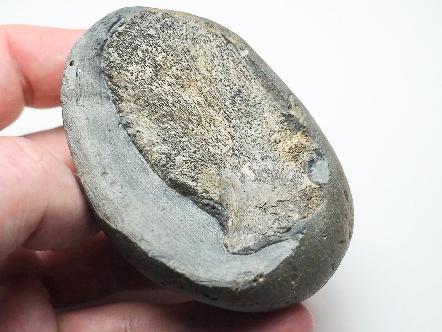 Ichthyosaur Neural Arch