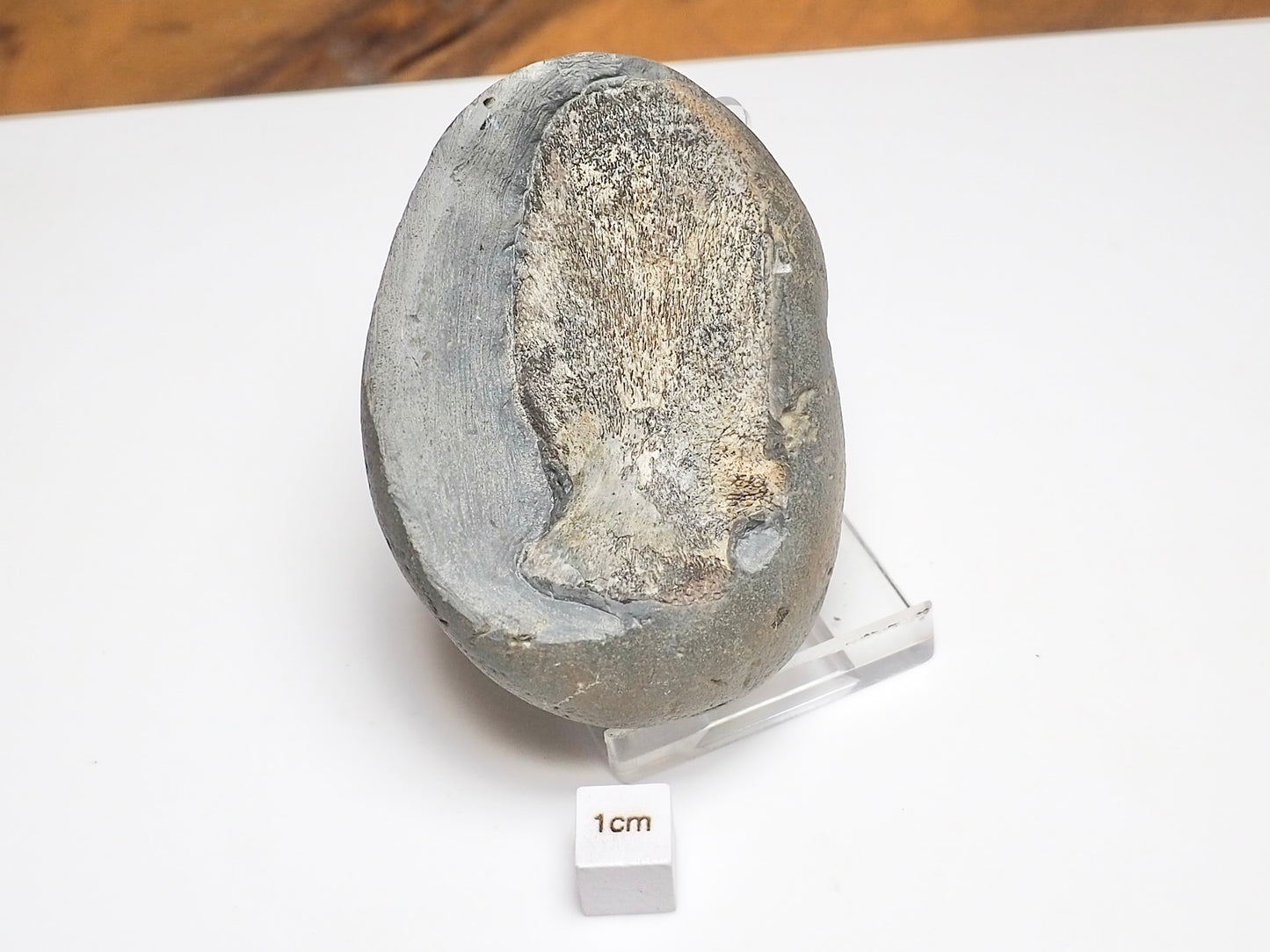 Ichthyosaur Neural Arch