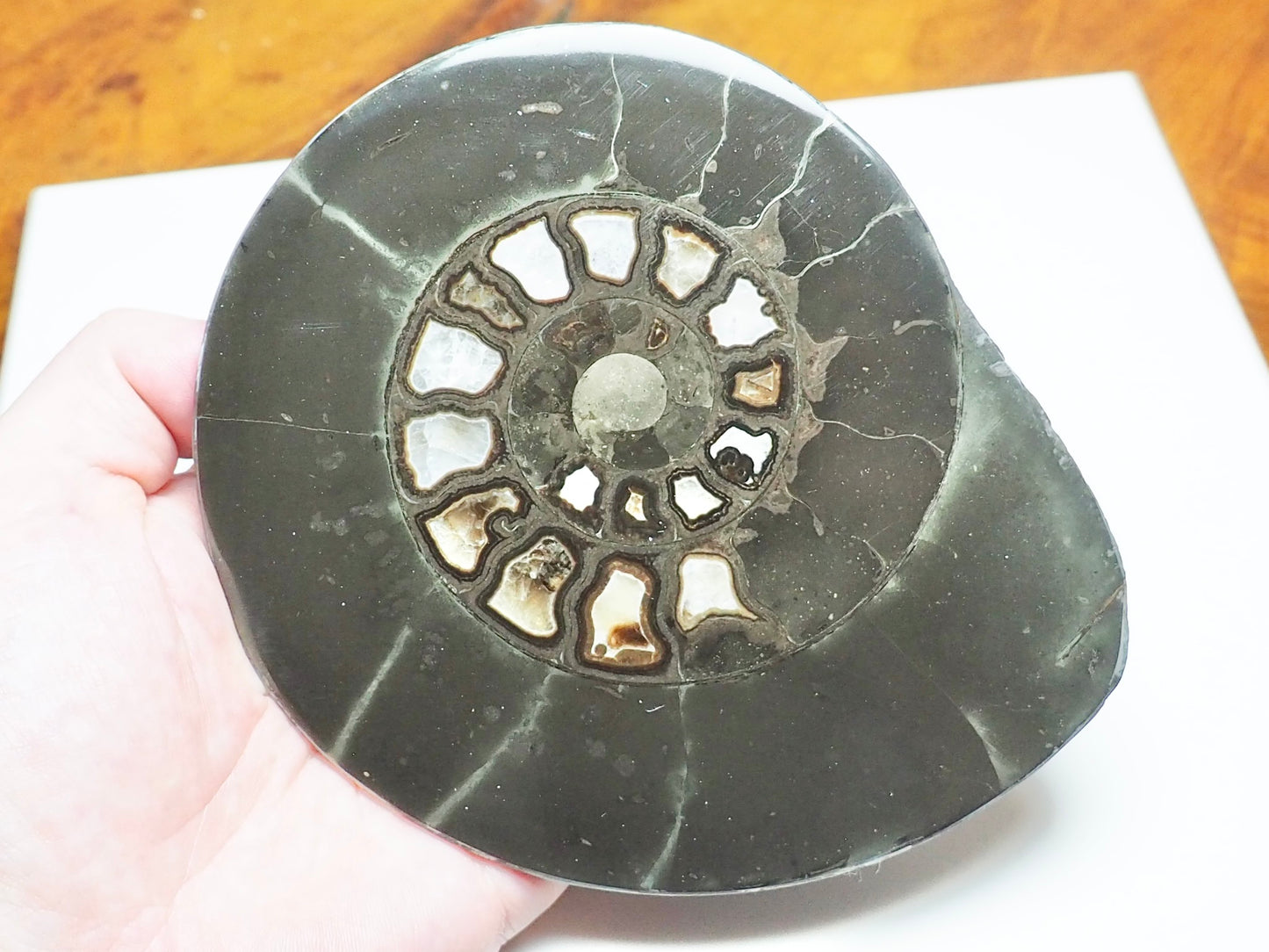 Hildoceras Cut & Polished