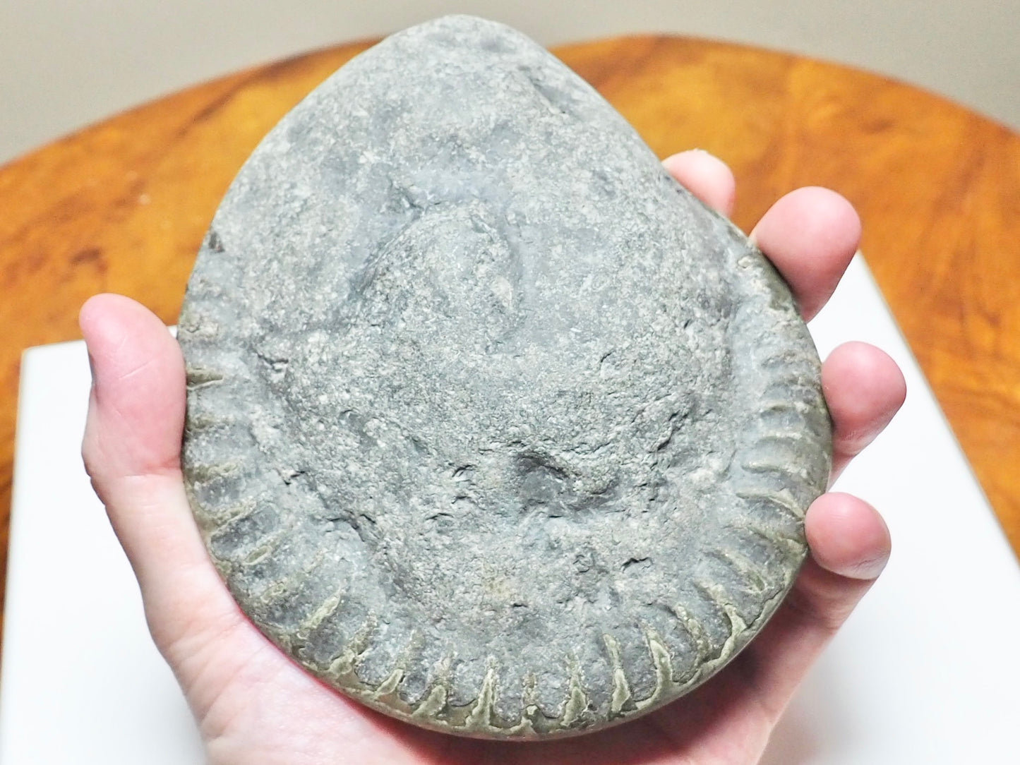 Hildoceras Cut & Polished