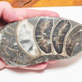 Cut & Polished Ammonite Whorl