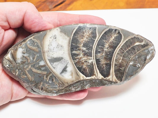 Cut & Polished Ammonite Whorl