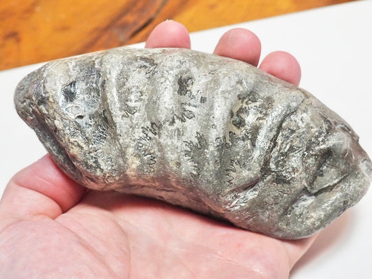 Cut & Polished Ammonite Whorl