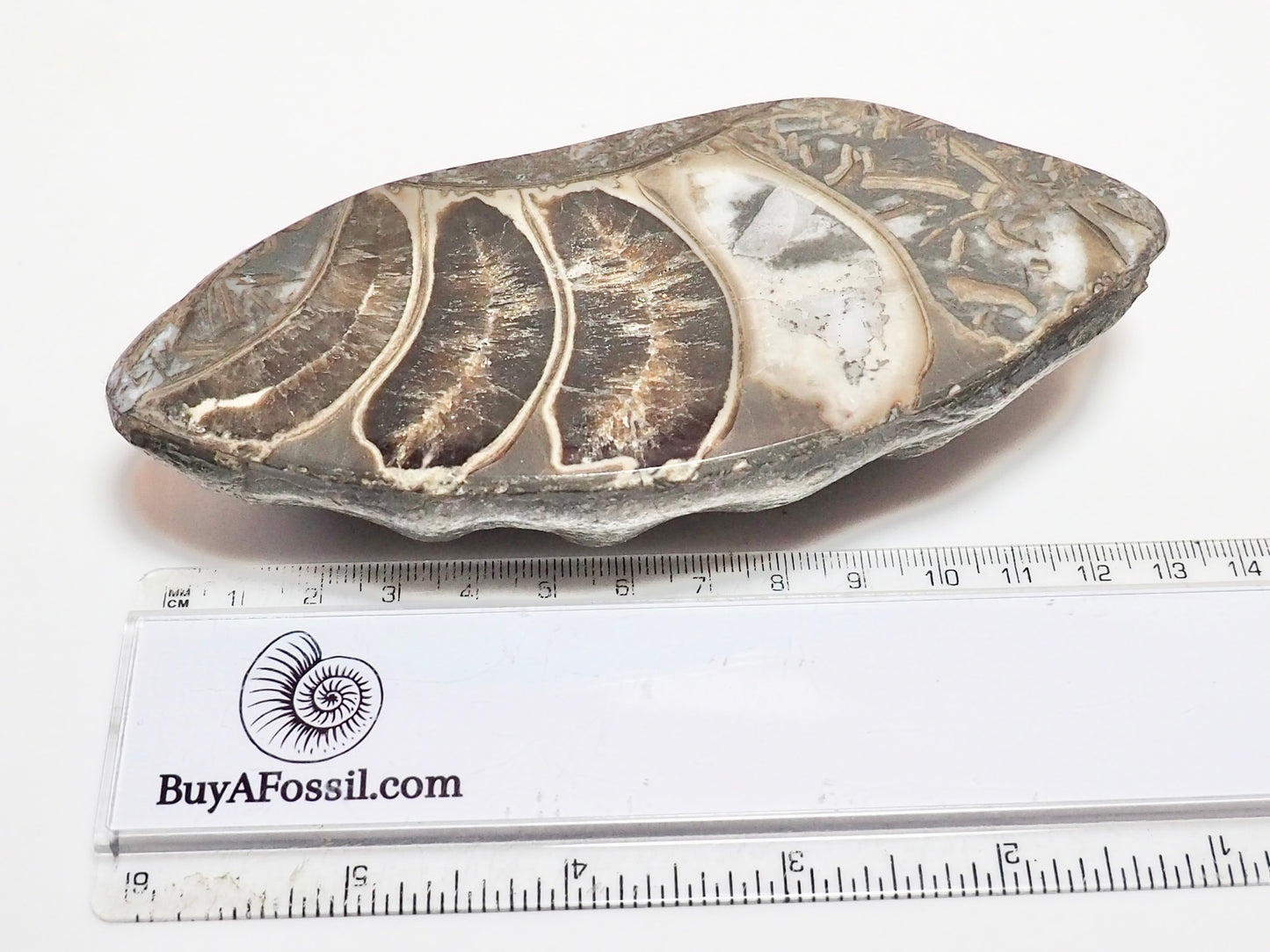 Cut & Polished Ammonite Whorl