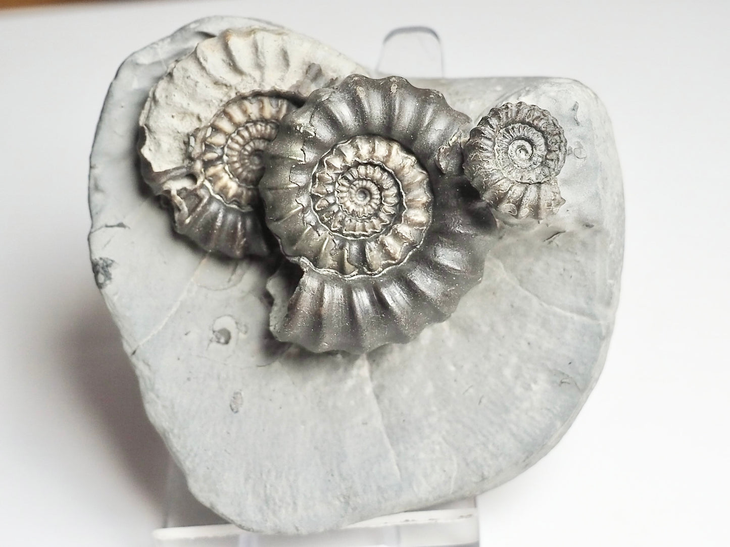 Gagaticeras Gagateum Cluster