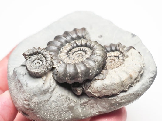 Gagaticeras Gagateum Cluster