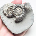 Gagaticeras Gagateum Cluster Ammonite Fossil for Sale – Whitby Yorkshire Coast Jurassic