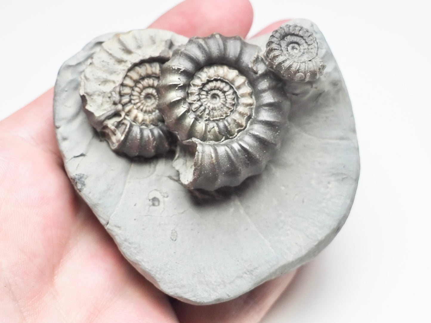 Gagaticeras Gagateum Cluster