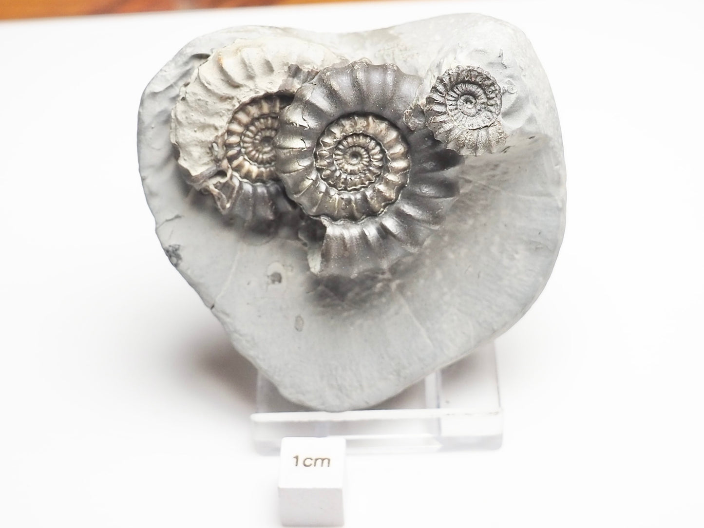 Gagaticeras Gagateum Cluster