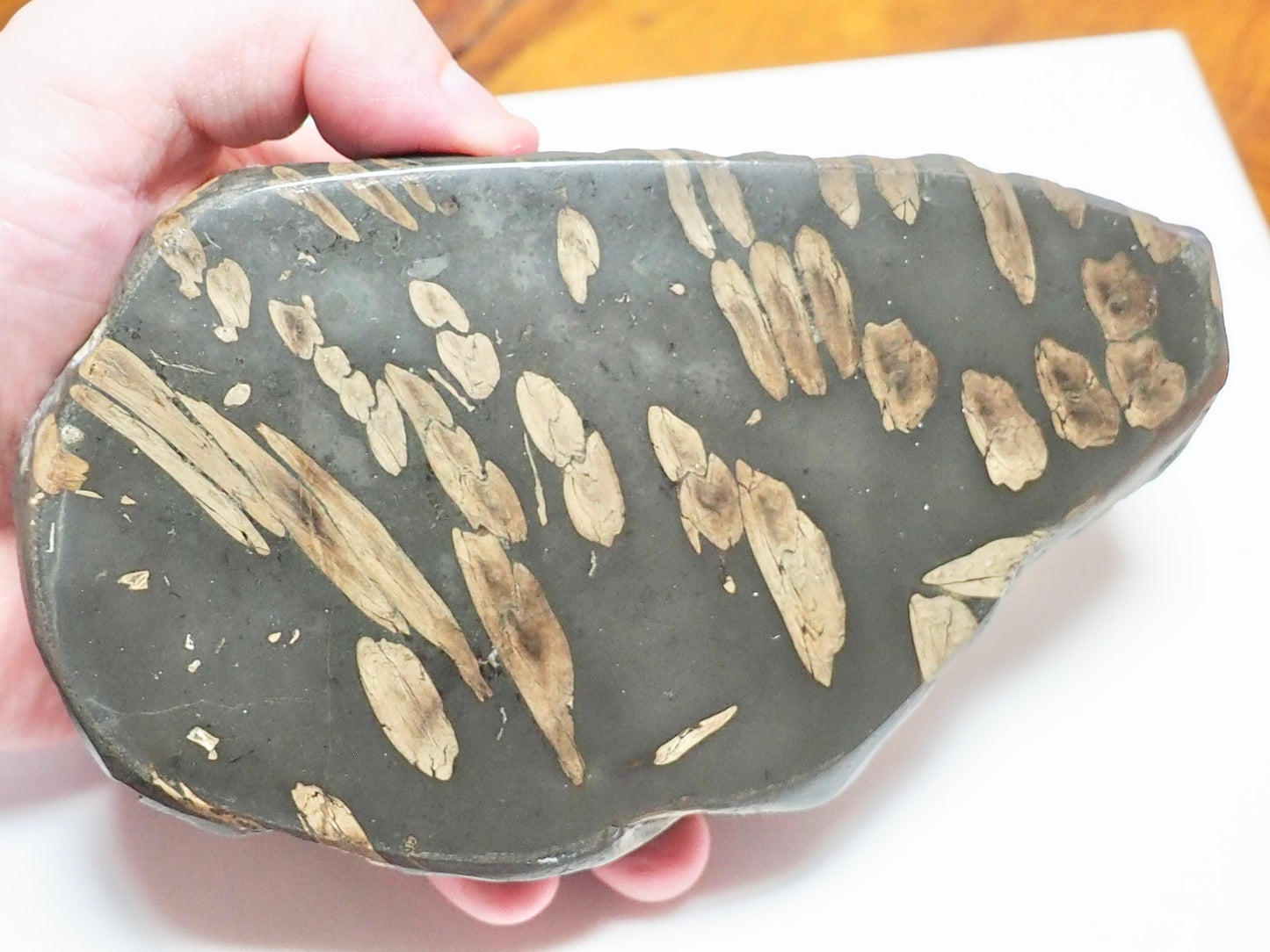 Polished Jurassic Fish Bone Gyrosteus Whitby