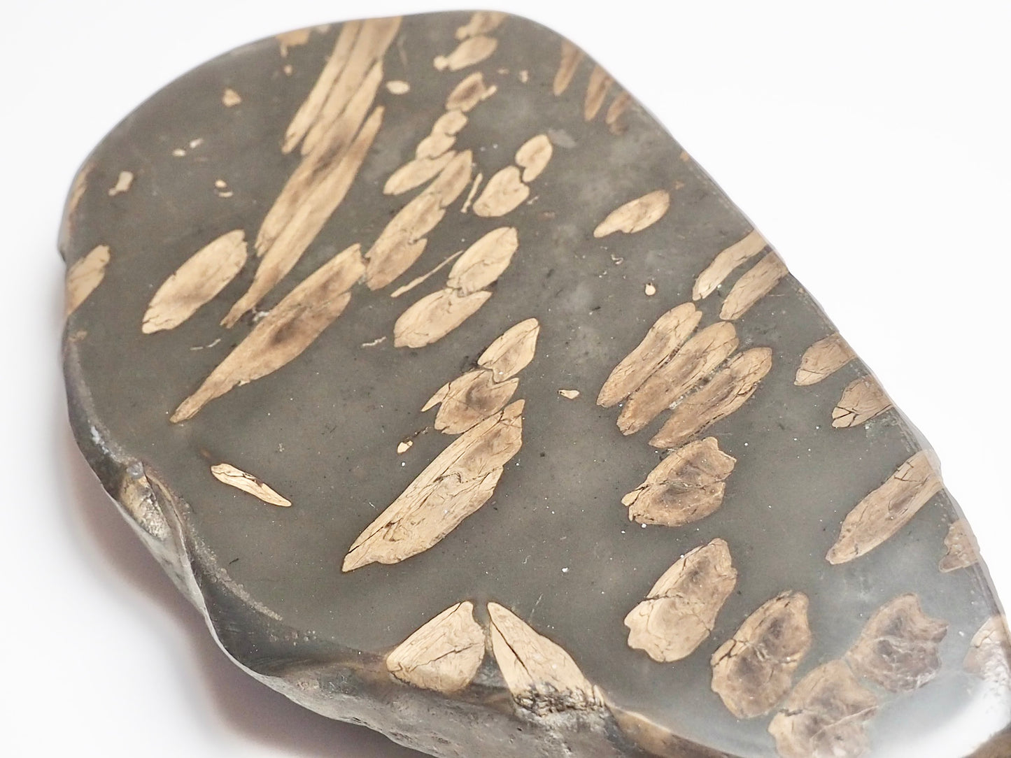 Polished Jurassic Fish Bone Gyrosteus Whitby