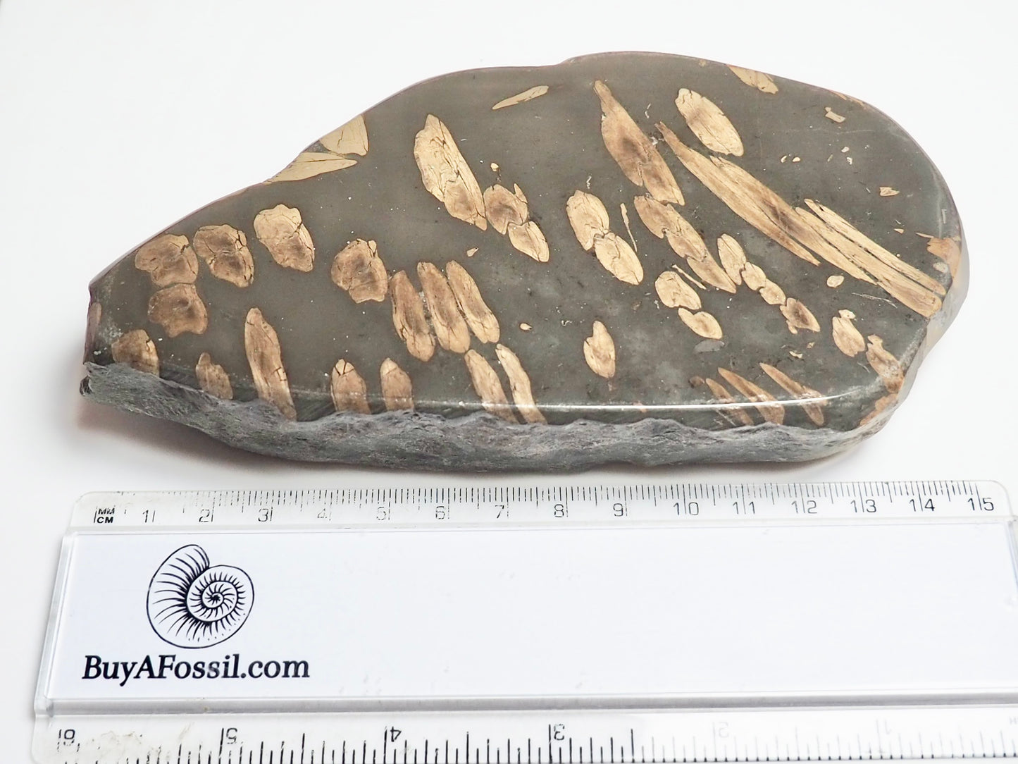 Polished Jurassic Fish Bone Gyrosteus Whitby