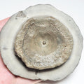 Ichthyosaur Vert – Whitby Yorkshire Coast – Jurassic