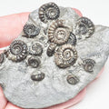 Gagaticeras Gagateum Cluster Ammonite – Whitby Jurassic Fossil – Yorkshire Coast
