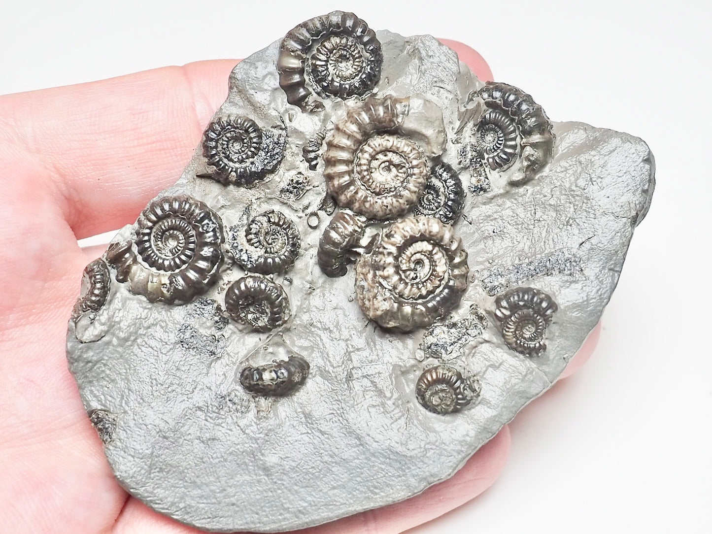 Gagaticeras Gagateum Cluster