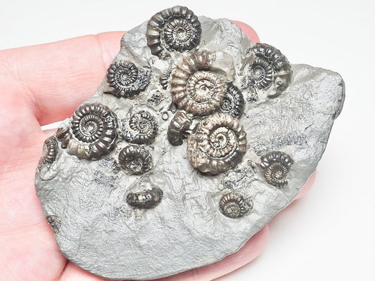 Gagaticeras Gagateum Cluster