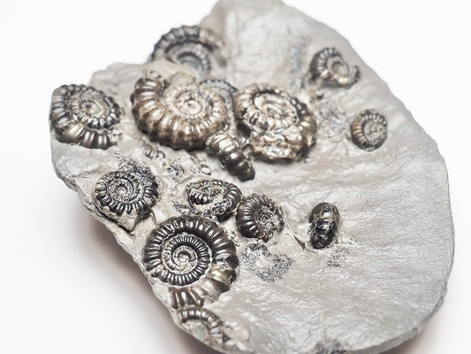 Gagaticeras Gagateum Cluster