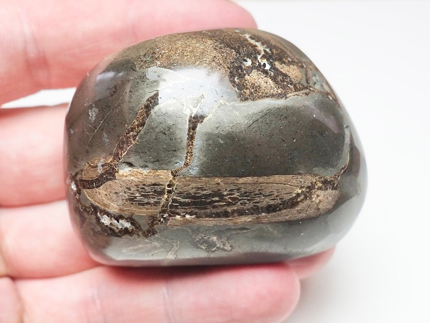 Ichthyosaur Rib – Whitby Yorkshire Coast – Jurassic