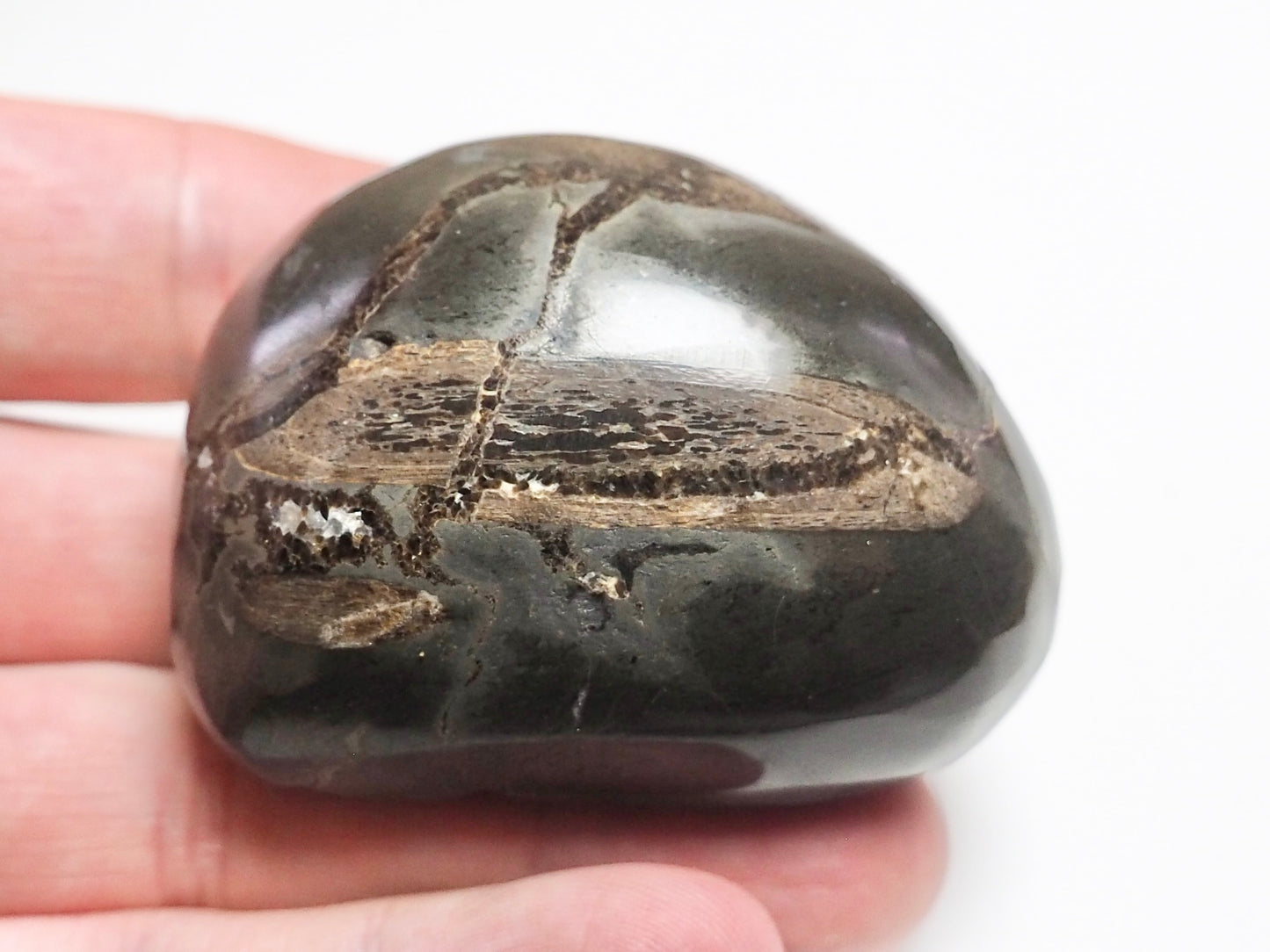 Ichthyosaur Rib – Whitby Yorkshire Coast – Jurassic