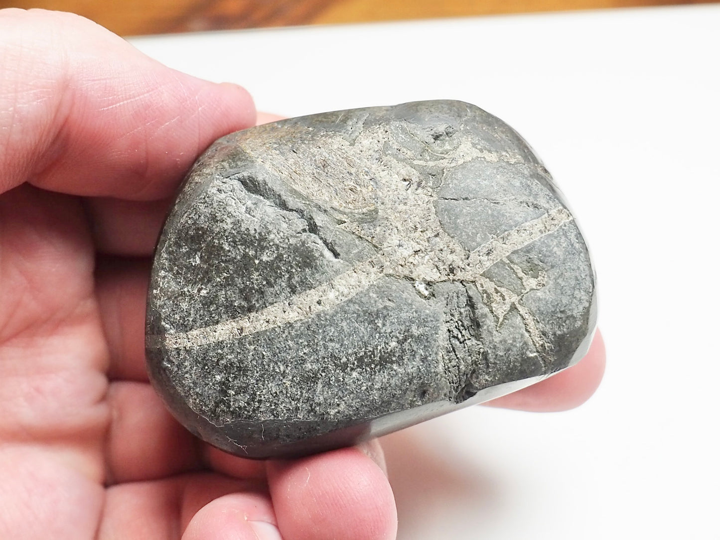 Ichthyosaur Rib – Whitby Yorkshire Coast – Jurassic