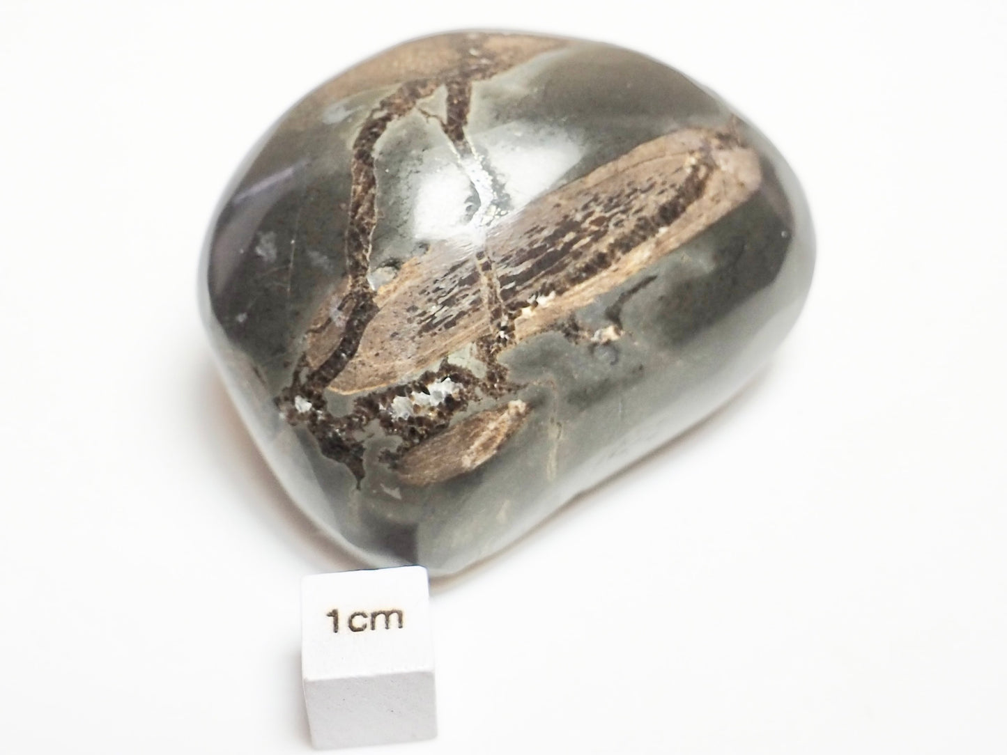 Ichthyosaur Rib – Whitby Yorkshire Coast – Jurassic