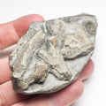 Ichthyosaur Bone Block – Whitby Yorkshire Coast – Jurassic