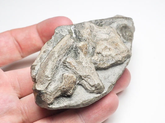 Ichthyosaur Bone Block