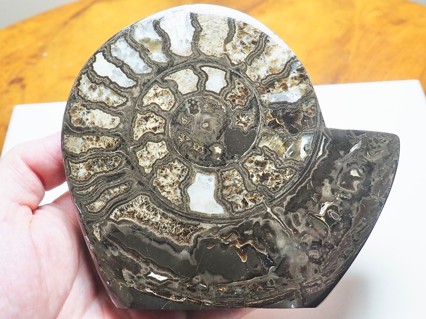 Stunning Polished Hildoceras