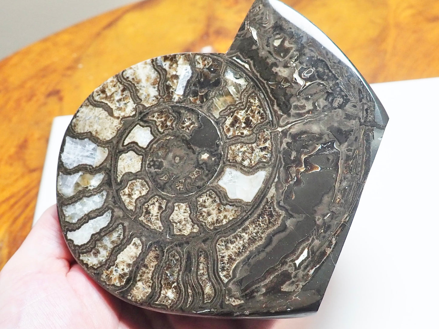 Stunning Polished Hildoceras