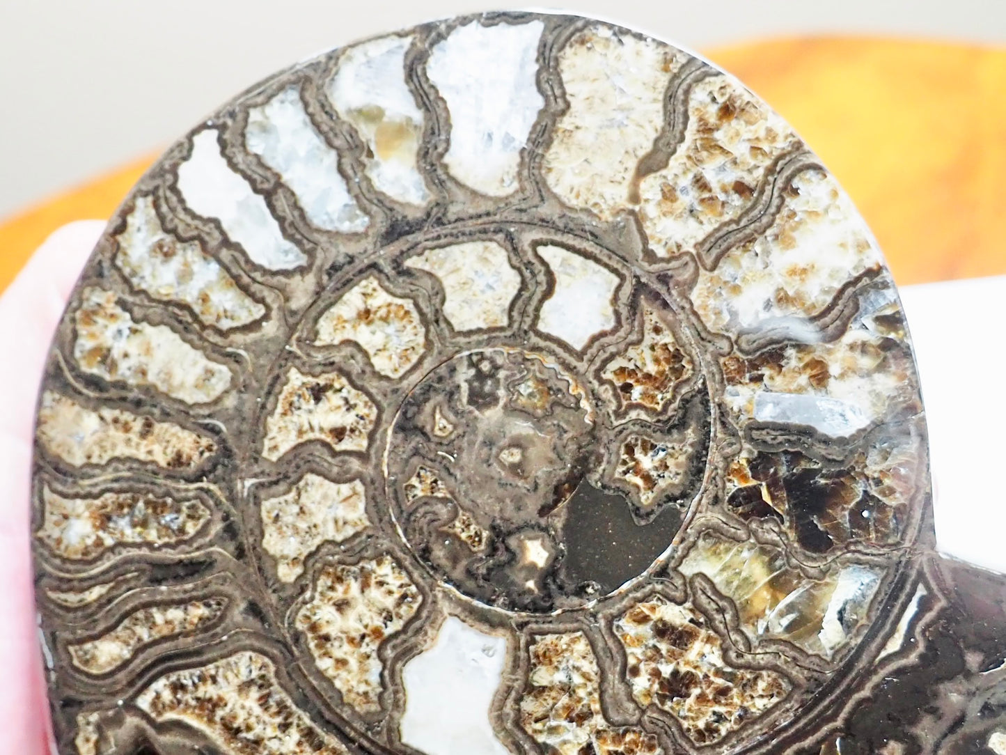 Stunning Polished Hildoceras