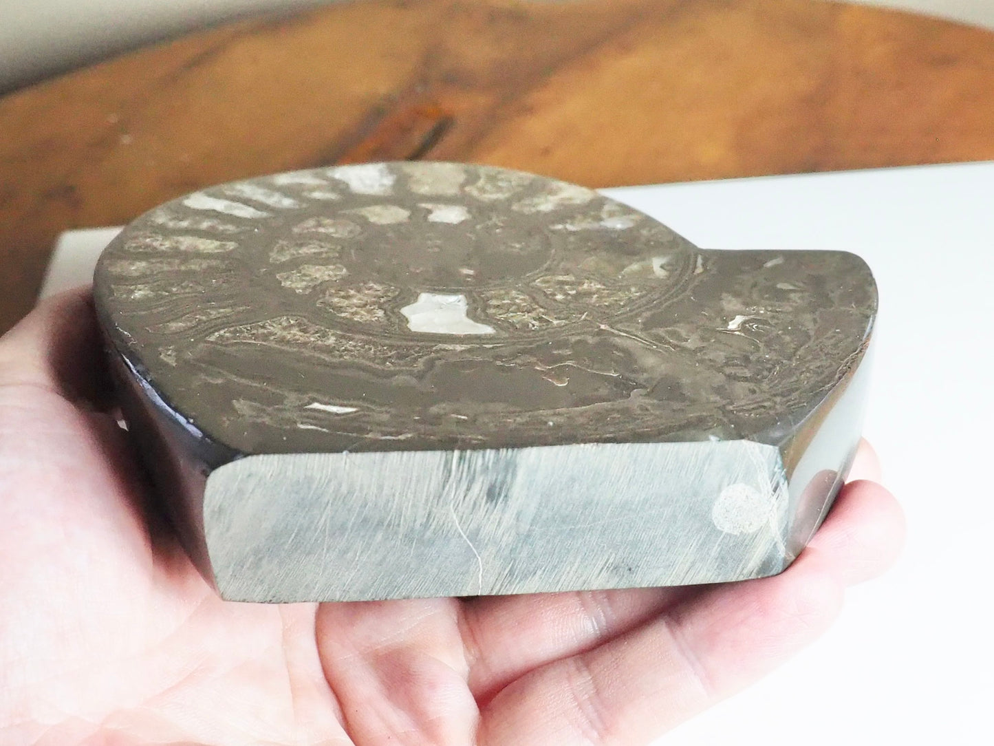 Stunning Polished Hildoceras