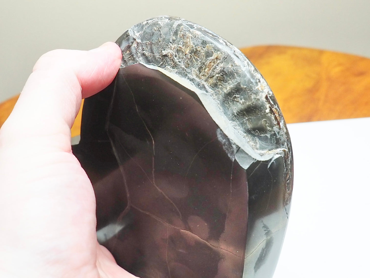 Stunning Polished Hildoceras