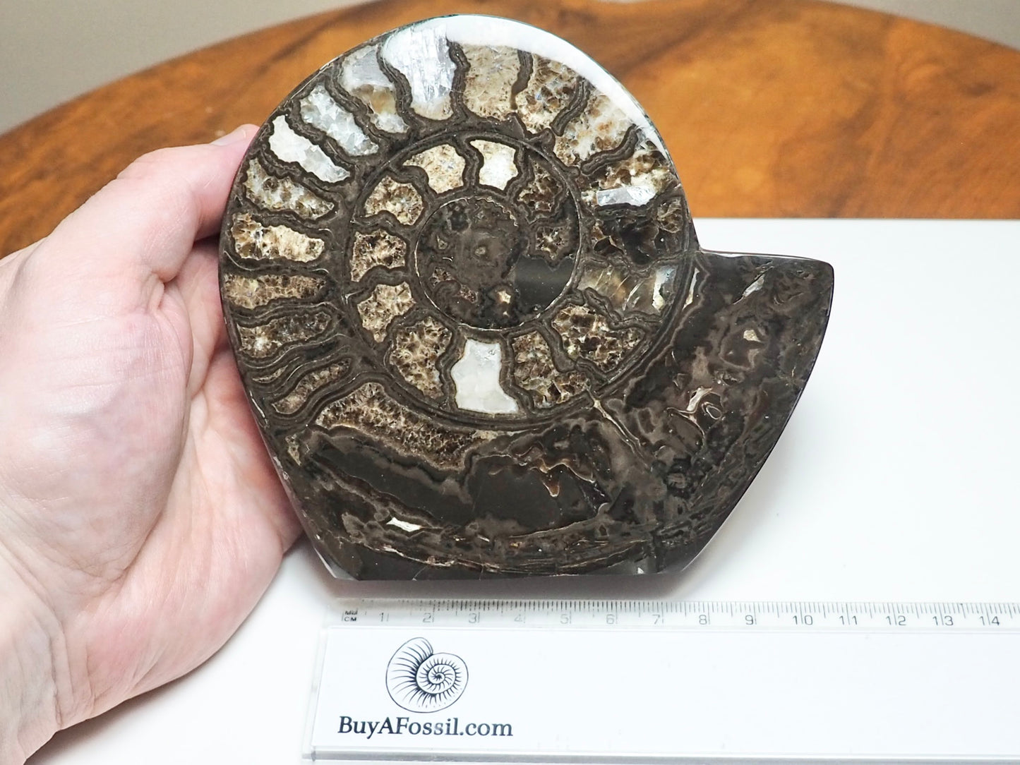 Stunning Polished Hildoceras