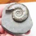 Grammoceras Ammonite Fossil – Whitby Yorkshire Coast – Jurassic