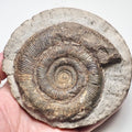 Tenuicostatum Dactylioceras Ammonite Fossil for Sale – Whitby Yorkshire Coast Jurassic