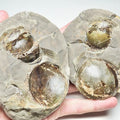 Belemnite Phragmocone