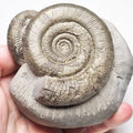 Tenuicostatum Double Dactylioceras Ammonite Fossil for Sale – Whitby Yorkshire Coast Jurassic