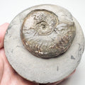 Eleganticeras Ammonite Fossil – Whitby Yorkshire Coast – Jurassic