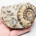 Androgynoceras Maculatum Ammonite Fossil for Sale – Whitby Yorkshire Coast Jurassic