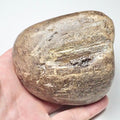 Fossil Wood/Tree Branch