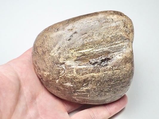 Fossil Wood/Tree Branch