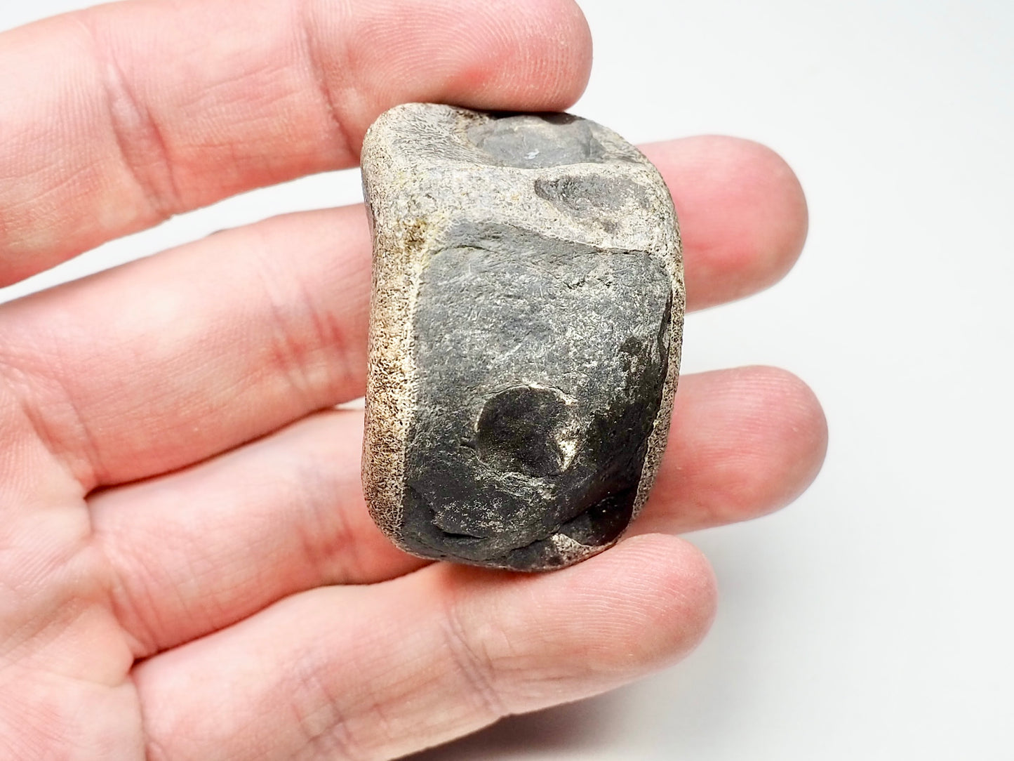 Partial Ichthyosaur Vertebra