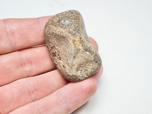 Partial Ichthyosaur Vertebra - Pick N Mix