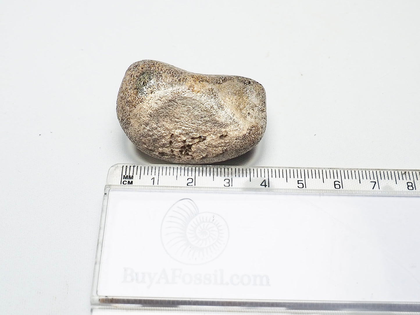 Partial Ichthyosaur Vertebra