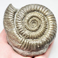 Zugodactylites Ammonite Fossil for Sale – Whitby Yorkshire Coast Jurassic