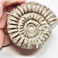 Very large Arnioceras Ammonite Fossil for Sale – Whitby Yorkshire Coast Jurassic