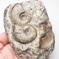 Eleganticeras Ammonite Fossil – Whitby Yorkshire Coast – Jurassic